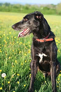 Wincanton Somerset dog